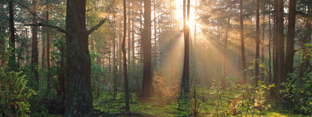 Sunlight seeps between the trees in a forest